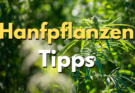 Hanfpflanzen Tipps