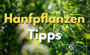 Hanfpflanzen Tipps