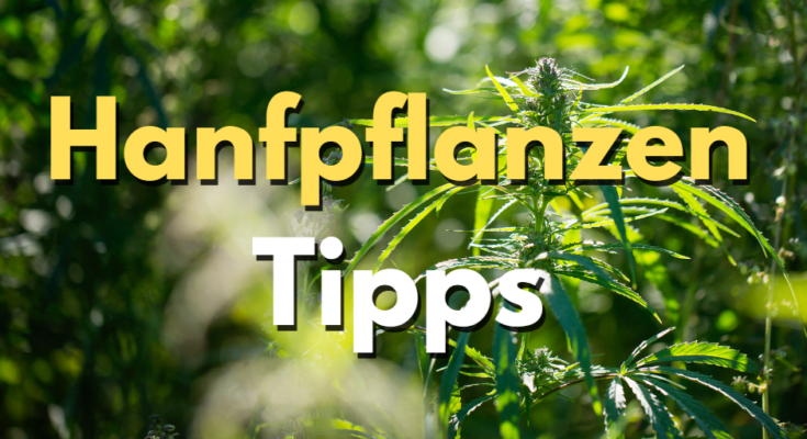 Hanfpflanzen Tipps